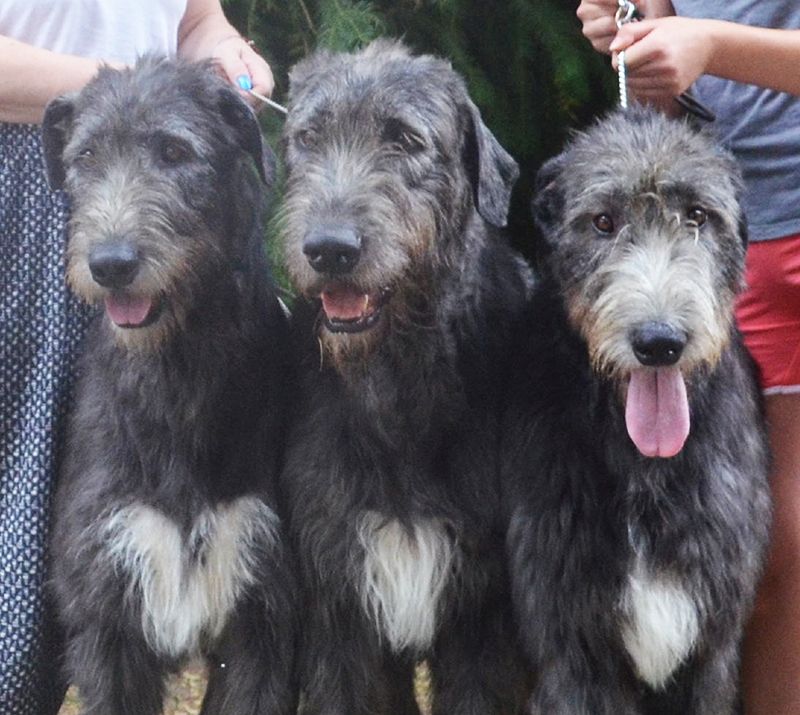 Irish Wolfhound Avalon mes Amis de Mafinns