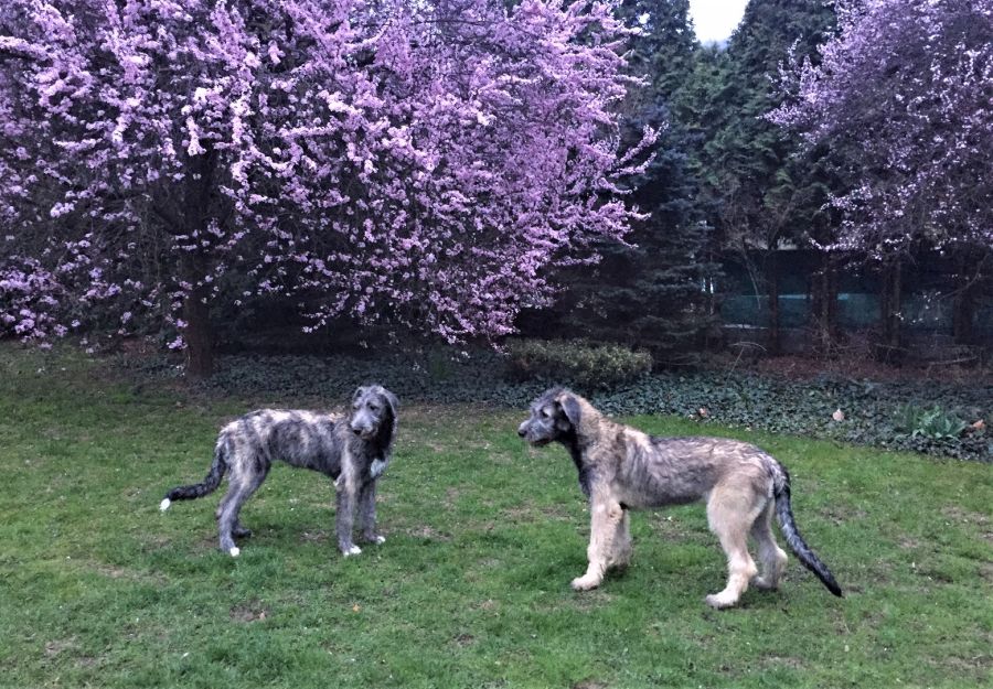 Irish Wolfhound Badon mes Amis de Mafinns