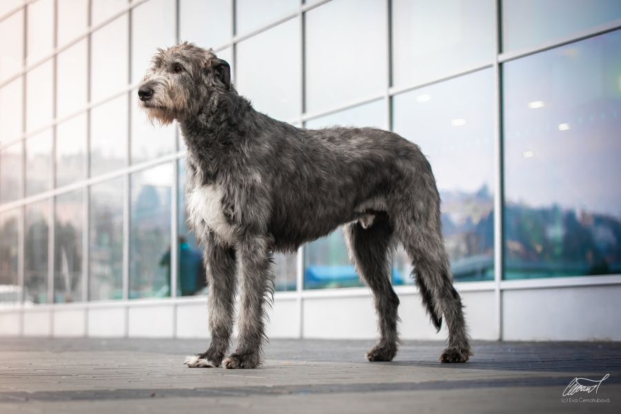 Avalon store irish wolfhounds