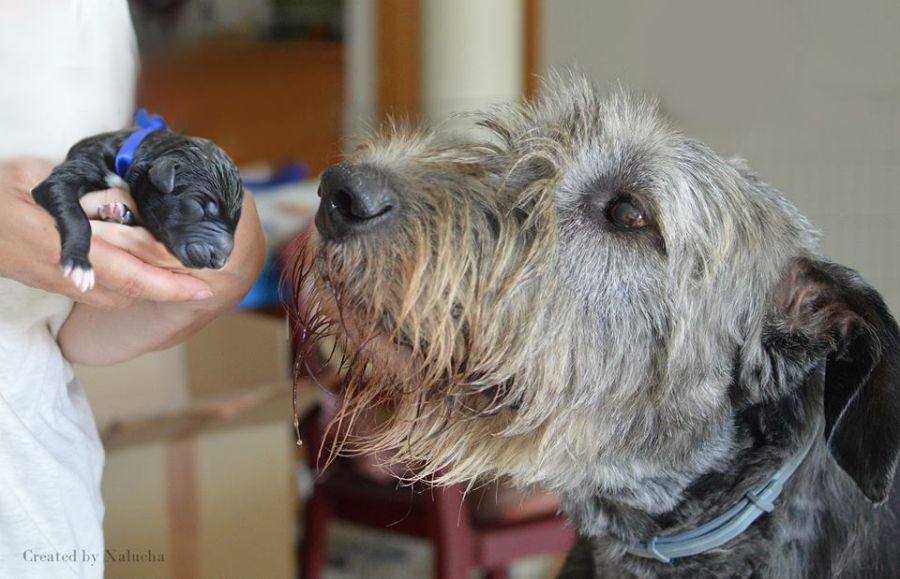 Irish Wolfhound Artorius mes Amis de Mafinns