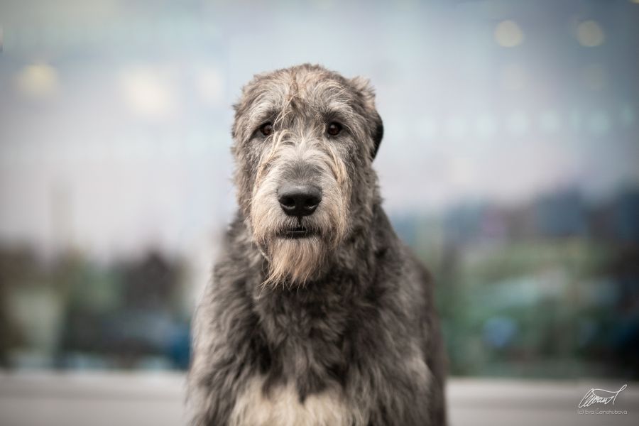 Irish Wolfhound Artorius mes Amis de Mafinns