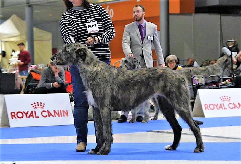 Irish Wolfhound Really Irish Haute Couture