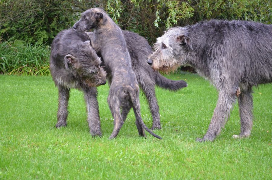 Irish Wolfhound Really Irish Haute Couture