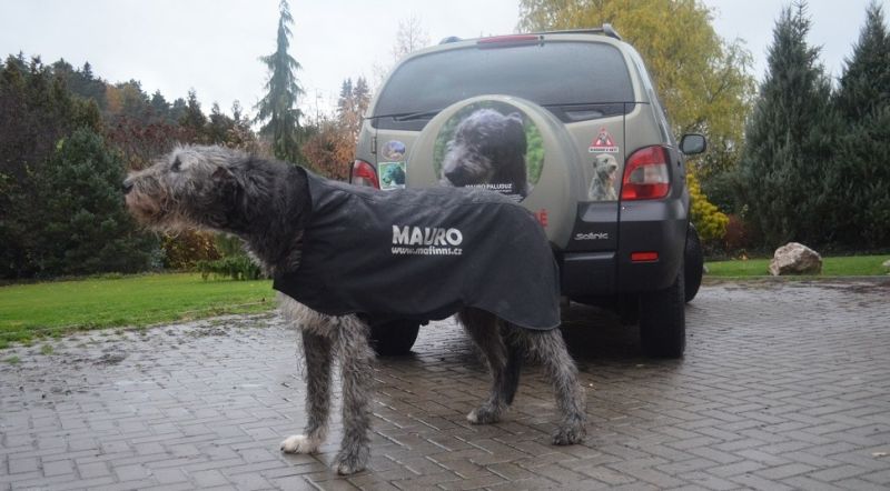 Irish wolfhound Mauro Paluduz