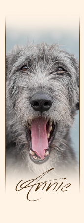 Irish Wolfhound Annie mes Amies de Mafinns