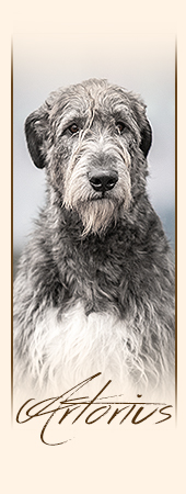 Irish Wolfhound Artorius mes Amies de Mafinns