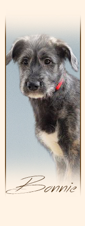 Irish Wolfhound Bonnie mes Amies de Mafinns