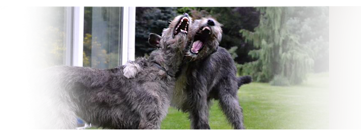 Irish wolfhound - news