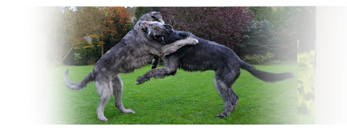 Irish wolfhound - news