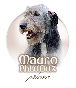 Irish Wolfhound mes Amis de Mafinns