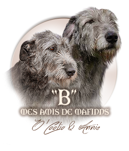 Irish Wolfhound mes Amis de Mafinns